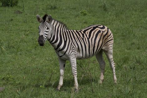 alfoldi-zebra.jpg